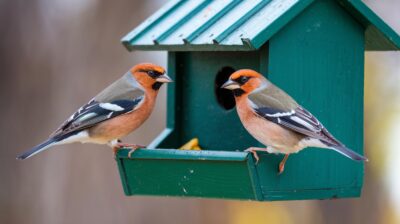 Comment attirer les oiseaux uniquement à cet endroit de votre jardin : conseils pour un nichoir optimal