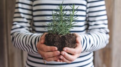 Comment cultiver le romarin chez soi ? Conseils et astuces pour réussir facilement
