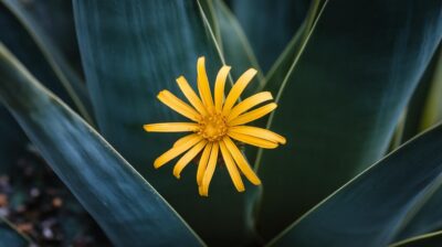 Comment éliminer définitivement cette plante invasive qui menace votre jardin avec des solutions naturelles ?