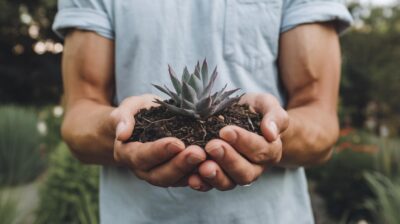 Comment éliminer les punaises de votre jardin de manière naturelle et sans produits chimiques