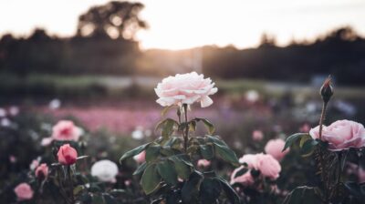 Comment et quand tailler votre laurier-rose pour booster sa floraison et sa santé?