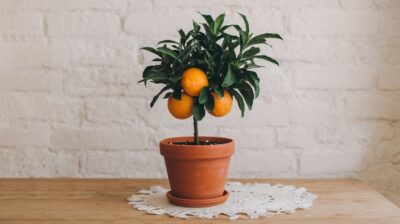Comment prendre soin de votre citronnier en pot durant l'hiver pour garantir sa vitalité