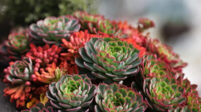 Créez un spectacle coloré dans votre jardin avec le Sedum 'Autumn Joy' jusqu'à l'arrivée de l'hiver