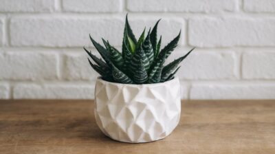 La plante idéale pour une salle de bain saine sans moisissure ni humidité excessive