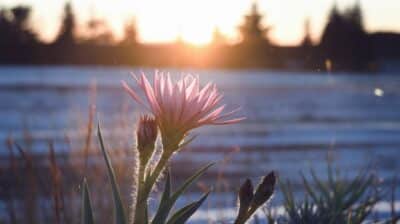 Les gestes essentiels pour que vos agapanthes survivent à l'hiver : conseils et techniques