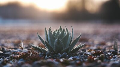 Les méthodes innovantes pour préserver vos plantes des rigueurs hivernales