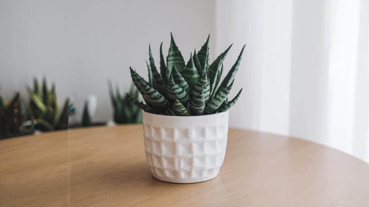 Les plantes dépolluantes peuvent-elles vraiment purifier l'air de votre maison ? Réponse détaillée