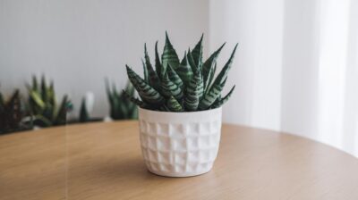 Les plantes dépolluantes peuvent-elles vraiment purifier l'air de votre maison ? Réponse détaillée