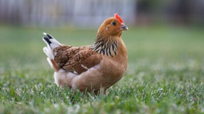 Les poules dans votre jardin : un atout ou une porte ouverte aux nuisibles ? Une analyse complète