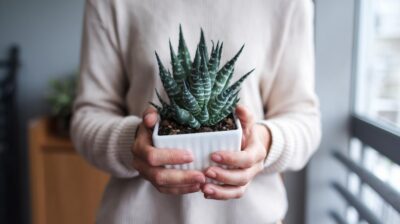 Les quatre plantes à éviter pour garantir la beauté et l'intégrité de votre balcon ou terrasse
