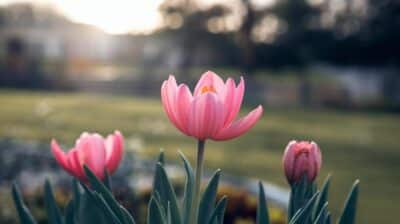 Les risques et amendes évitables par un geste simple au jardin avant le printemps
