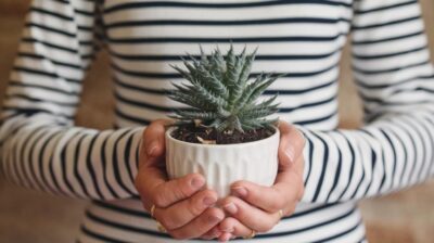 Rempotage des plantes d'intérieur en automne et hiver : pourquoi ces saisons sont moins idéales ?