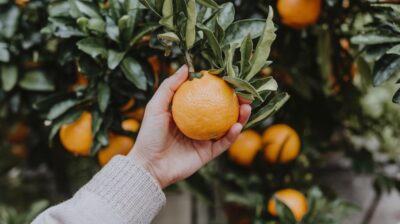 Utilisez ce produit quotidien pour revitaliser vos citronniers et enrichir votre jardin